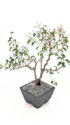 Caribbean Banyan Modern Bonsai | The Bonsai Shop – Dandy Farmer