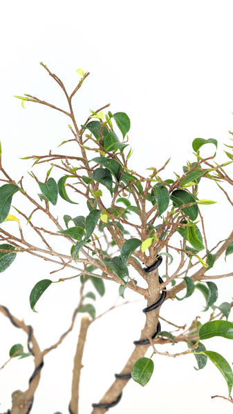 'Birdie' the Caribbean Banyan - #833