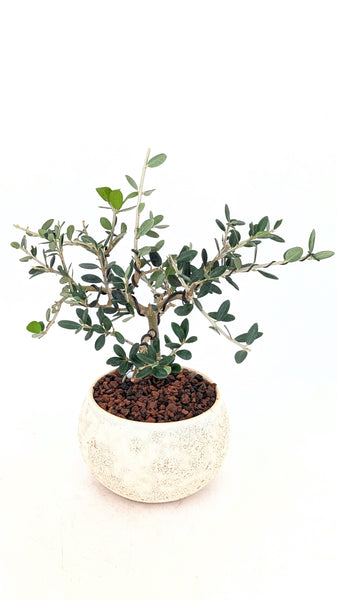 'Olivia' the European Olive Tree - #831