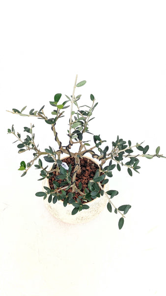 'Olivia' the European Olive Tree - #831