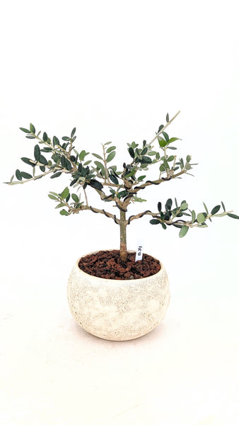 'Olivia' the European Olive Tree - #831