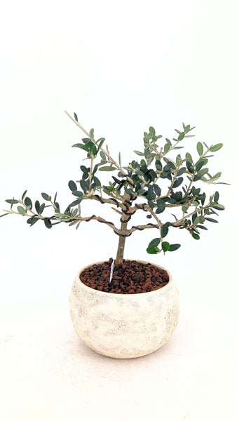 'Olivia' the European Olive Tree - #831