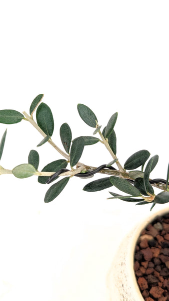 'Olivia' the European Olive Tree - #831
