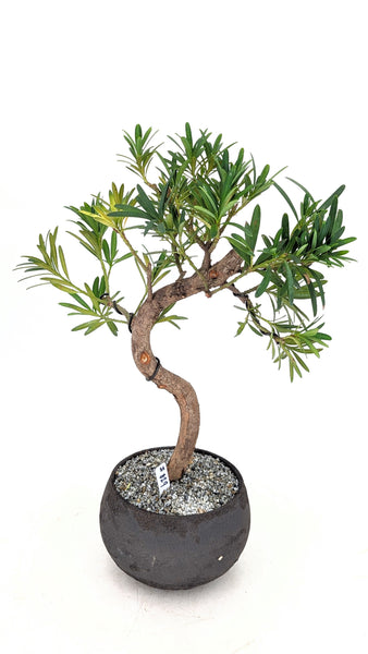 bonsai tree buddhist pine 'Podrik' the Buddhist Pine