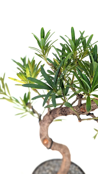 'Podrik' the Buddhist Pine - #829