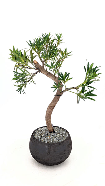 'Podrik' the Buddhist Pine - #829