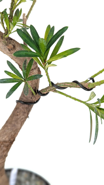 'Podrik' the Buddhist Pine - #829