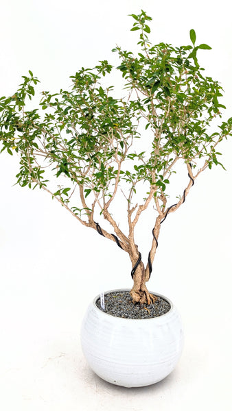 'Mila' the Snow Rose Serissa - #696