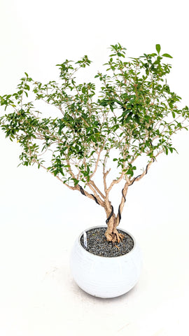 RISE　スノーデビル　親木 Snow Rose Serissa Modern Bonsai | The Bonsai Shop – Dandy Farmer