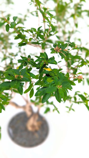 'Mila' the Snow Rose Serissa - #696