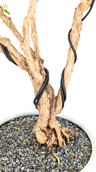 'Mila' the Snow Rose Serissa - #696