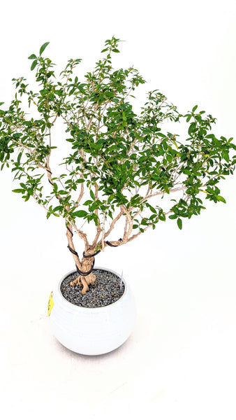 'Mila' the Snow Rose Serissa - #696