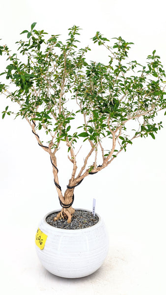 'Mila' the Snow Rose Serissa - #696