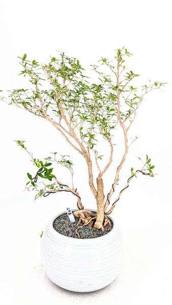 'Mila' the Snow Rose Serissa - #698