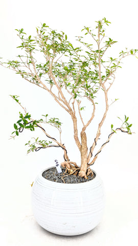 bonsai original tree Kyoto Serissa Modern Bonsai