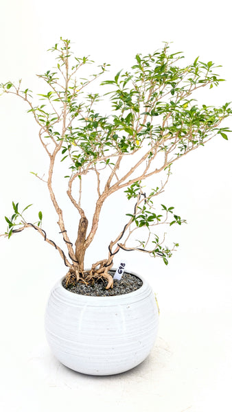 'Mila' the Snow Rose Serissa - #698