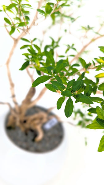 'Mila' the Snow Rose Serissa - #698