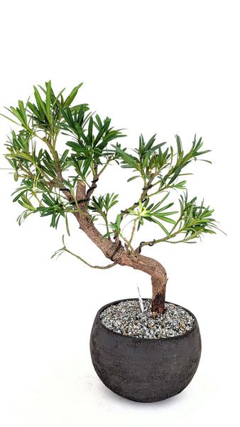 'Podrik' the Buddhist Pine - #830