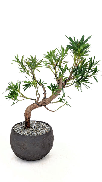 'Podrik' the Buddhist Pine - #830