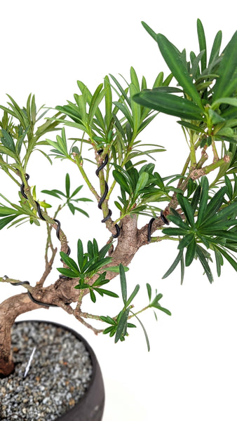 'Podrik' the Buddhist Pine - #830