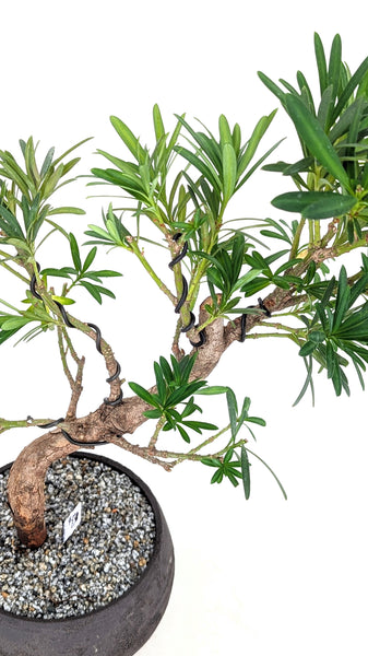 'Podrik' the Buddhist Pine - #830