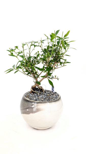 'Kiki' the Pink Mountain Serissa - #835