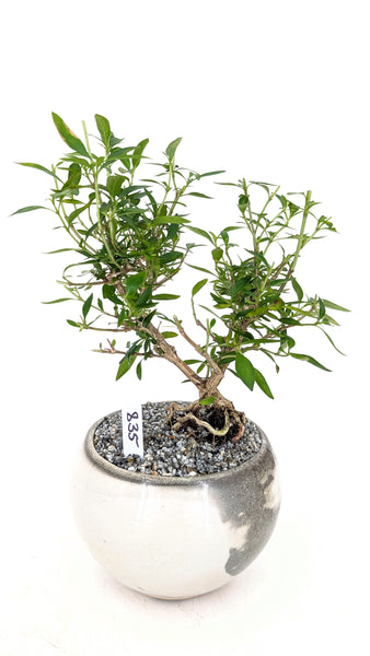 'Kiki' the Pink Mountain Serissa - #835