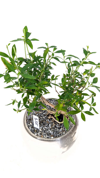 'Kiki' the Pink Mountain Serissa - #835