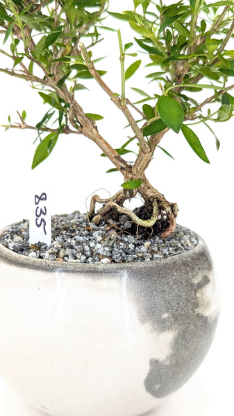 'Kiki' the Pink Mountain Serissa - #835