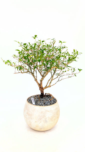 'Kiki' the Pink Mountain Serissa - #834