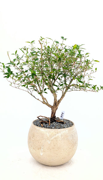 'Kiki' the Pink Mountain Serissa - #834