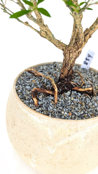 'Kiki' the Pink Mountain Serissa - #834