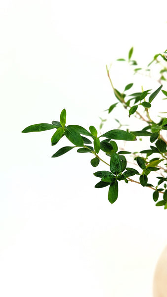 'Kiki' the Pink Mountain Serissa - #834