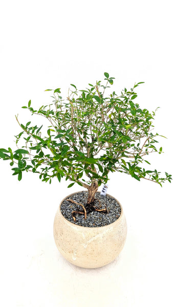 'Kiki' the Pink Mountain Serissa - #834