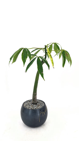 'Eywa' the Kapok Tree