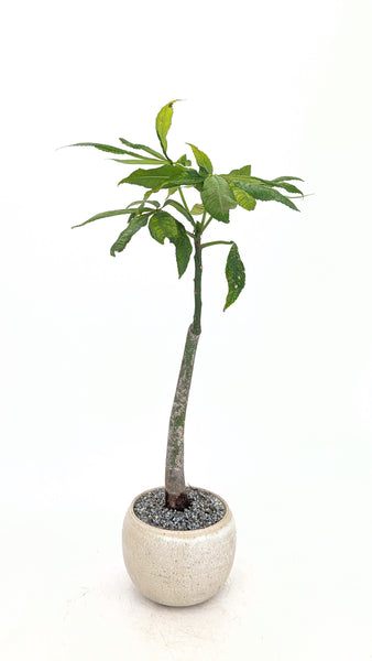 'Eywa' the Kapok Tree