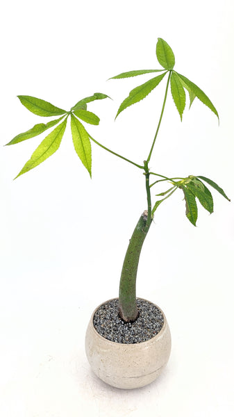 'Eywa' the Kapok Tree