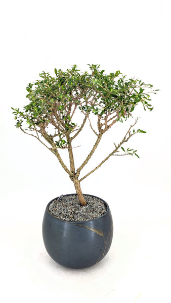 'Ina' the Moujean Tea -#838