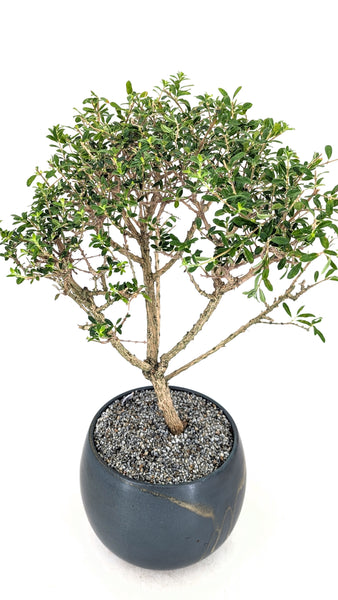 'Ina' the Moujean Tea -#838