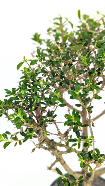 'Ina' the Moujean Tea -#838