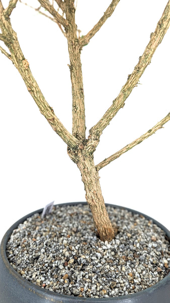 'Ina' the Moujean Tea -#838