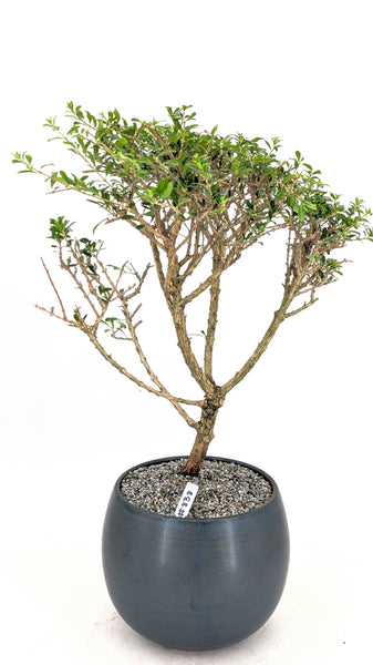 'Ina' the Moujean Tea -#838