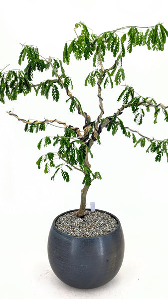 'Gilly' the Brazilian Rain Tree - #836