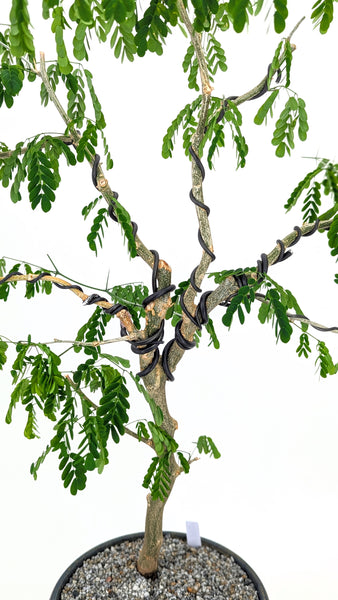 'Gilly' the Brazilian Rain Tree - #836