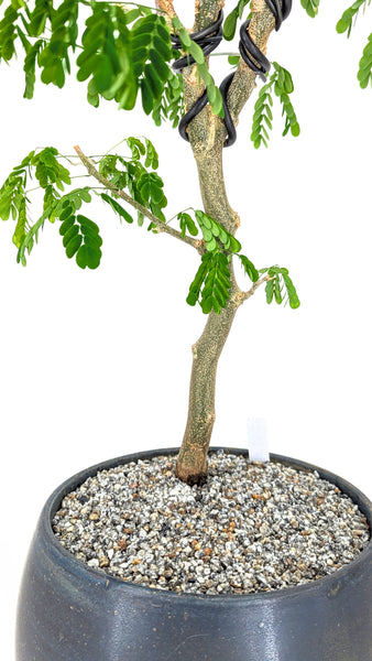 'Gilly' the Brazilian Rain Tree - #836