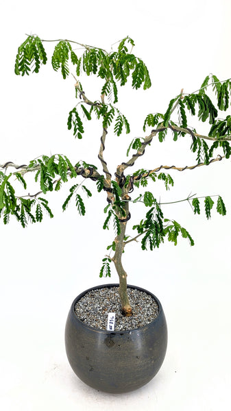 'Gilly' the Brazilian Rain Tree - #836
