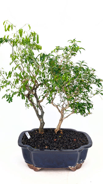 Mixed Indoor Forest - #837