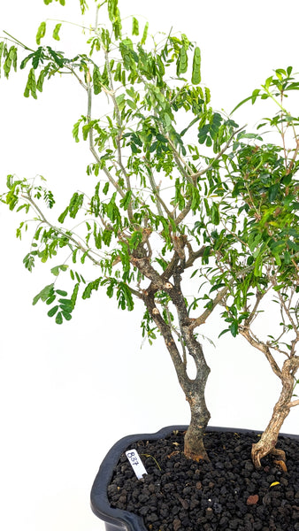 Mixed Indoor Forest - #837