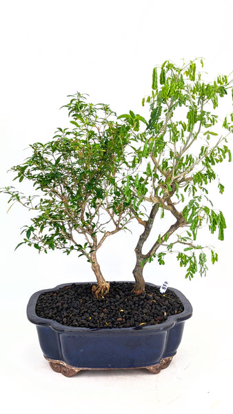 Mixed Indoor Forest - #837