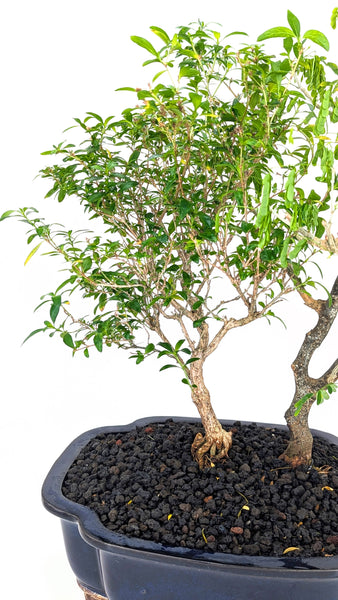 Mixed Indoor Forest - #837